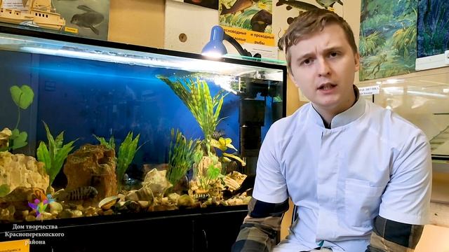 Видеозанятие "Виды змей Ярославской области" смотреть онлайн
