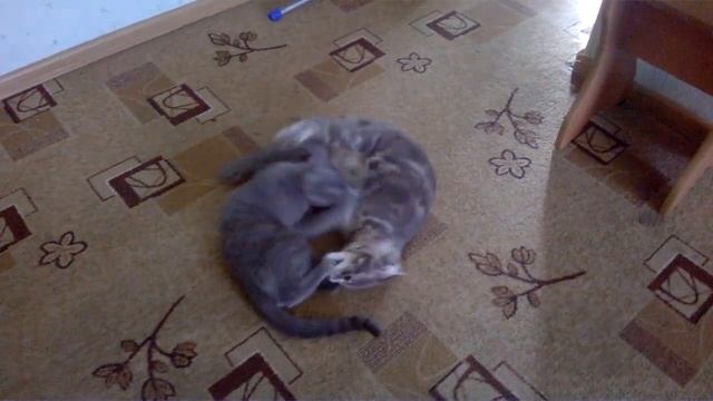 Maine Coon,мейн кун,British cat,британский кот смотреть онлайн