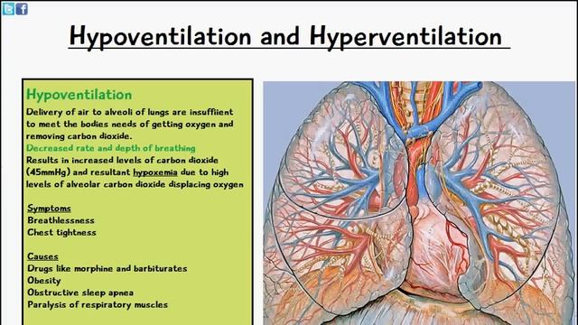Hypoventilation vs Hyperventilation смотреть онлайн