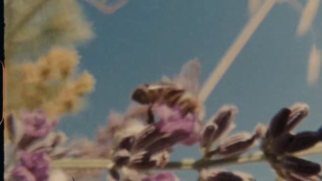 L'OCCITANE 2022 смотреть онлайн