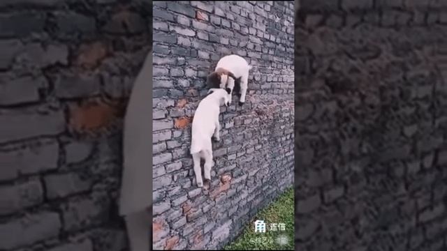 Amazing Goats Climb Vertical Wall смотреть онлайн