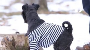 Утренний эфир / Кто такие цвергшнауцеры?