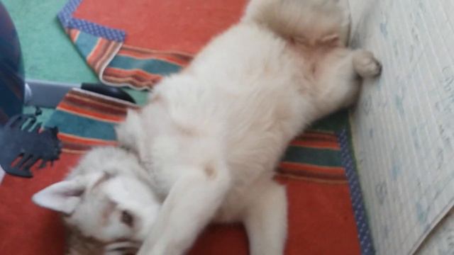 Шла бы ты, мама, на работу! Не мешай мне спать! смотреть онлайн