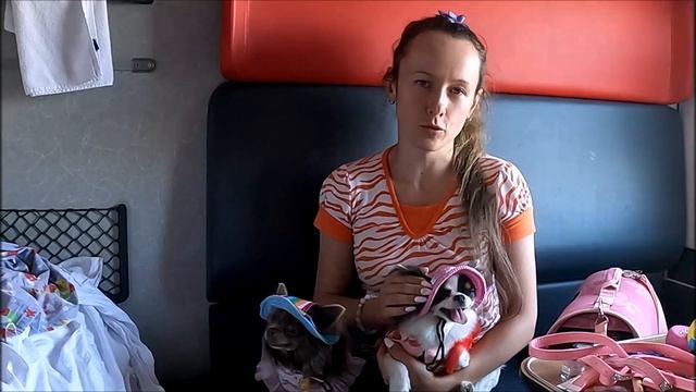 С собакой в поезде / что нужно и какие документы смотреть онлайн