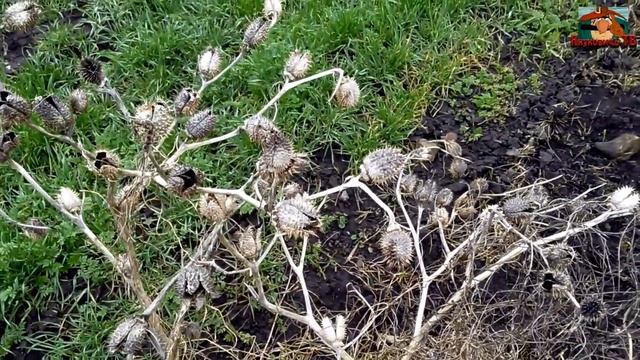 Очень старое серебро и Обалденные консервы смотреть онлайн