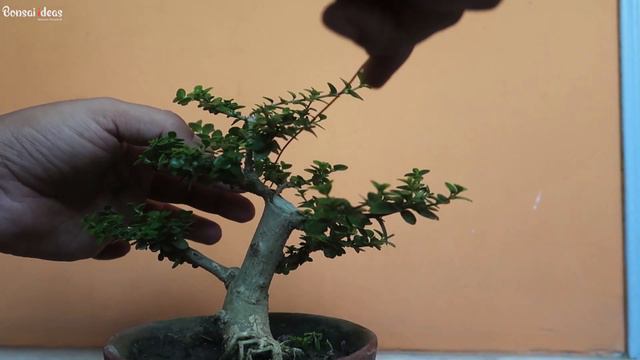 Mame Bonsai : How to Wire and Prune a Bonsai | Bonsai ideas смотреть онлайн
