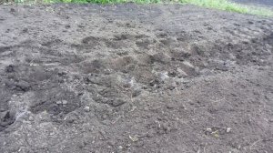 ПОСАДКА КАРТОФЕЛЯ ПОД ЛОПАТУ на малых площадях.