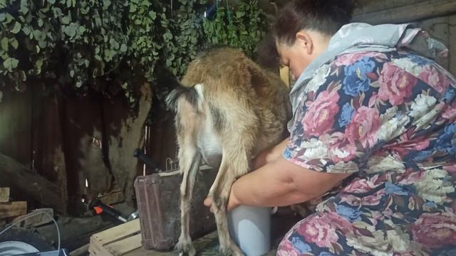 БУДНИ В ДЕРЕВНЕ. ДОИМ КОЗУ. ДОМ В ДЕРЕВНЕ. смотреть онлайн