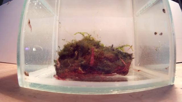 #20 Креветки VS Водоросли. Shrimps VS Algae смотреть онлайн