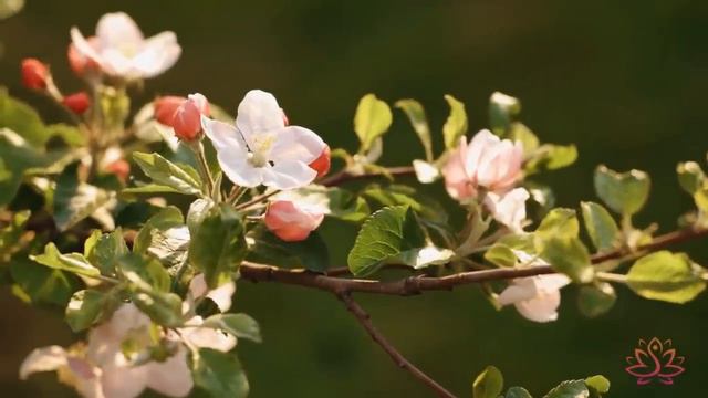 Музыка для лечения сердца и нервной системыn 🌿 Нежная музыка для души и жизни смотреть онлайн