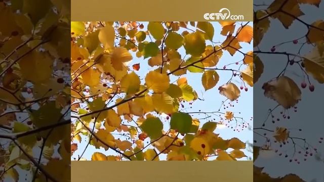 Живописный осенний пейзаж гор Айшань в городе Яньтай китайской провинции Шаньдун смотреть онлайн