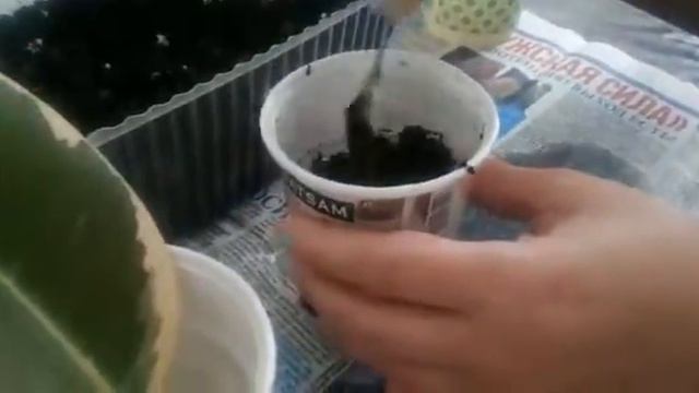 Фикус укорененние ✌ смотреть онлайн