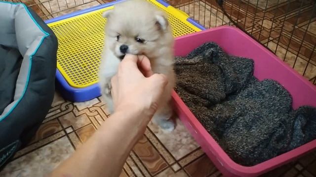 Щенки померанского шпица, 1,5 месяца. смотреть онлайн