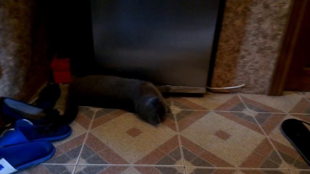 Вязка британских кошек смотреть онлайн