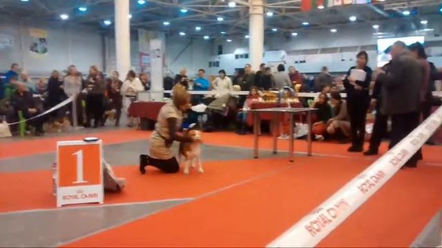 Beagle championship, 07.12.14, Kiev смотреть онлайн