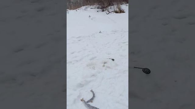 Норковая шуба на жерлицу смотреть онлайн