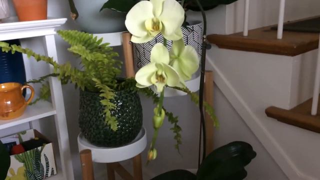 Another Donated Phalaenopsis Orchid Has Bloomed! смотреть онлайн