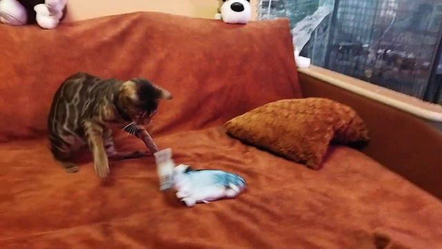 Бенгальский кот и китайская игрушка смотреть онлайн