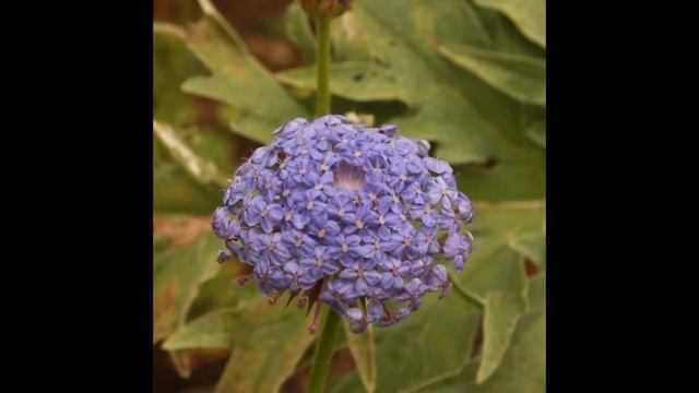 ДИДИСКУС  (DIDISCUS)  сем. Зонтичные