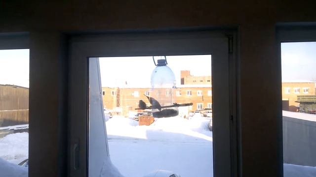 Кормушка для птиц за окном офиса смотреть онлайн