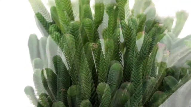 Crassula Pyramidalis