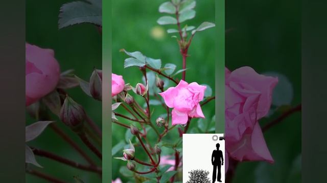 Почвопокровная роза Пинк Фэйри" Pink Fairy". Groundcover Rose Pink Fairy смотреть онлайн