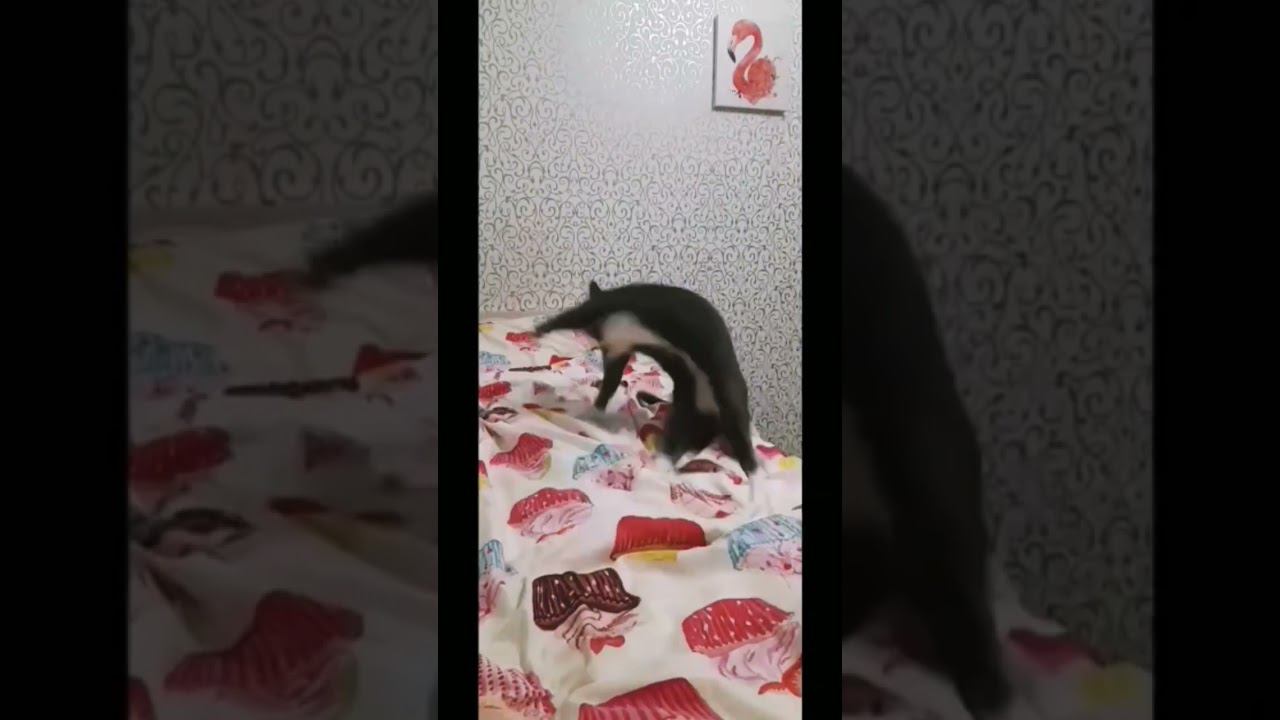 переходи на ютуб канал Дымка @cat_dymok160 💓 смотреть онлайн