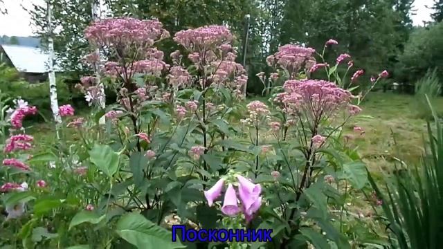 Сад в Августе смотреть онлайн