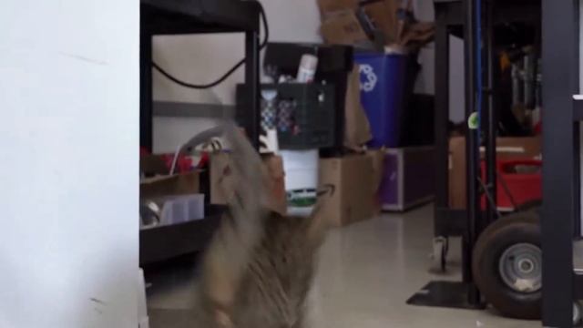 АМЕРИКАНСКИЙ КЕРЛ ВСЕ О ПОРОДЕ. ИНТЕРЕСНЫЕ ФАКТЫ смотреть онлайн