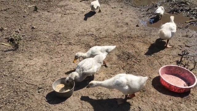 Сожгли дом / разодранный крольчонок / день города Орла