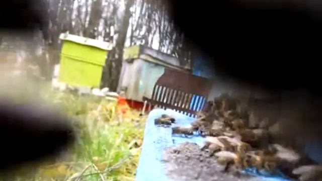 Бешеные пчелы ATTACK ENEMY Main instinct of the survival 2 смотреть онлайн