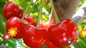 Вишня обыкновенная Любская (Liubskaia). Краткий обзор, описание характеристик, где купить саженцы