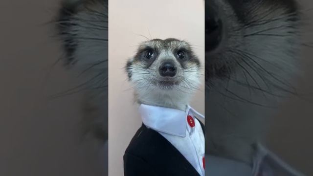 Милый сурикат в костюме смотреть онлайн