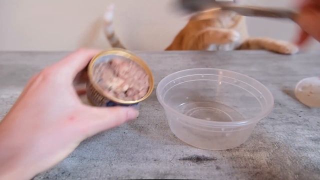 Top 5 Best Cat Foods for Weight Loss (We Tried Them All) смотреть онлайн