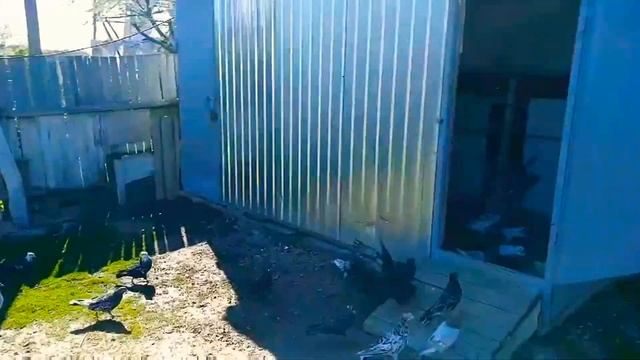 Бакинские голуби Сани Харчука смотреть онлайн