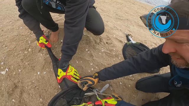 Seal Rescued from Loops of Fishing Line смотреть онлайн