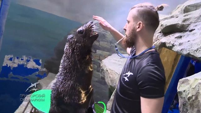 Тренировка Зина и Чебы - северных морских котиков Приморского океанариума смотреть онлайн