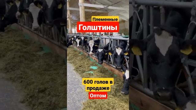 Продажа Голштинской породы КРС смотреть онлайн