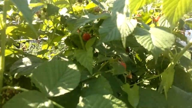 А что у нас на даче? Малина поспела и радует нас своим урожаем, эта вкуснейшая и ароматная ягода! смотреть онлайн