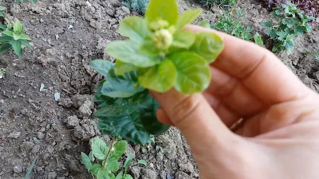 Жасмин Гранд Дюк