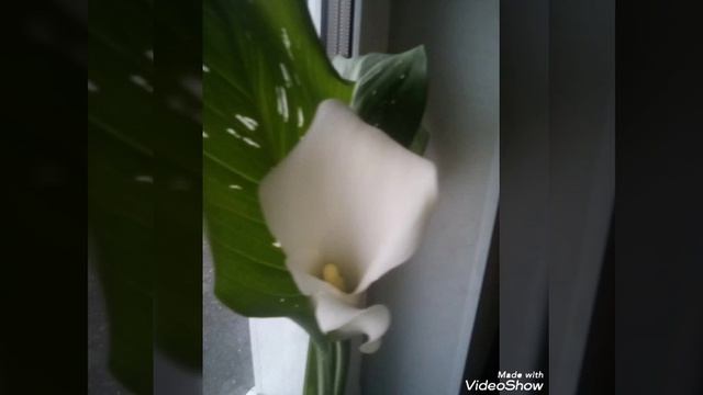 я запомнил тебя смотреть онлайн