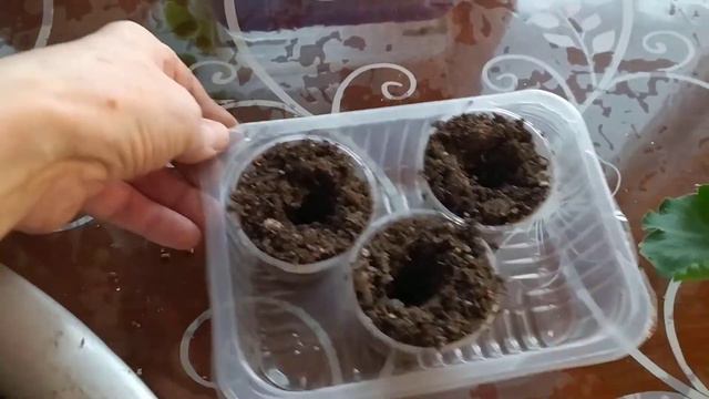 мои укореняшки в вермикулите, пересадка в грунт смотреть онлайн