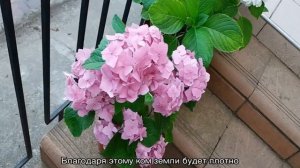 Пересадка гортензии с одного места на другое — когда можно и как это делать