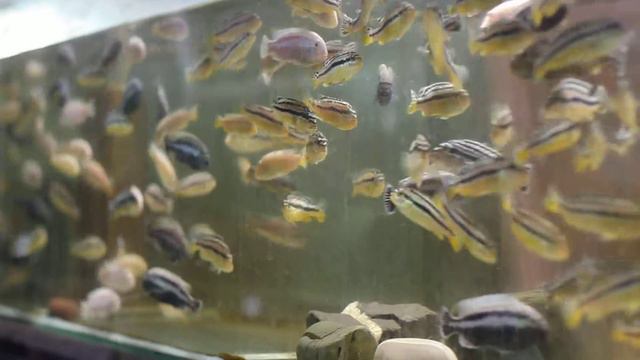 меланохромис ауратус (Melanochromis auratus) смотреть онлайн