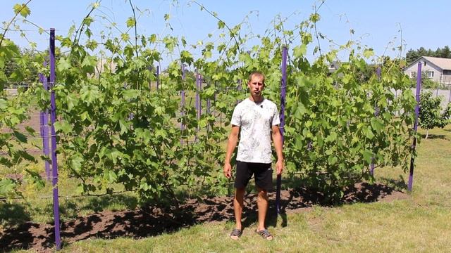 Карбування пагонів винограду смотреть онлайн