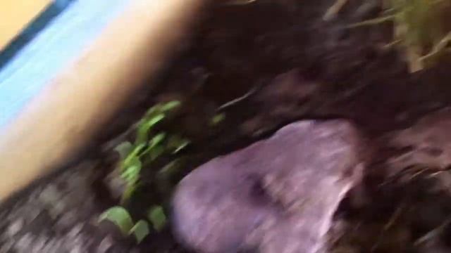 ЧТО С УЛИТКОЙ?/ПРОБНАЯ КЛАДКА?!/MOUSE ГОТОВИТСЯ СТАТЬ МАМОЙ!/ИЛИ УМРЁТ:(