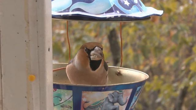 дубонос, hawfinch, grosbeak, Coccothraustes coccothraustes смотреть онлайн