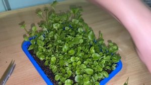 Как подстричь ЛОБЕЛИЮ АМПЕЛЬНУЮ? #лобелия #прищипкалобели #рассада #саддуши #моицветочки #цветы