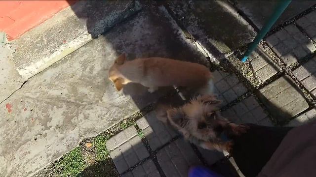 409 ч. ПЕРЕЕХАЛИ В ХУТОР ЛЕБЕДИ. БЕЗ МАШИНЫ ЖИТЬ СЛОЖНО, НО МОЖНО смотреть онлайн