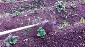 вторая прополка междурядий картошки насадкой на бензокосу